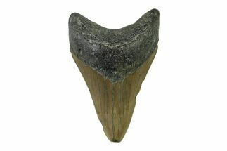 Serrated, Fossil Megalodon Tooth - North Carolina #338486