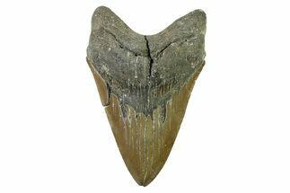 Serrated, Fossil Megalodon Tooth - North Carolina Monster #338491