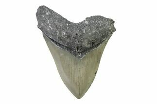 Serrated, Fossil Megalodon Tooth - North Carolina #338497