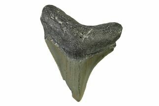 Serrated, Juvenile Megalodon Tooth - North Carolina #338532