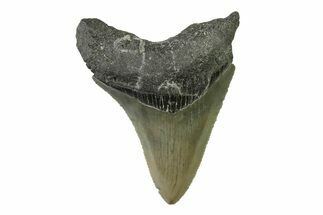 Serrated, Juvenile Megalodon Tooth - North Carolina #338533