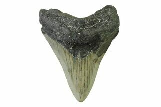 Serrated, Juvenile Megalodon Tooth - North Carolina #338534