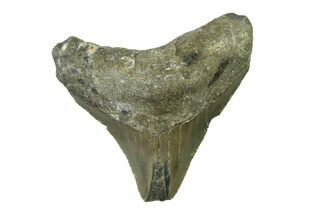 Serrated, Juvenile Megalodon Tooth - North Carolina #338536