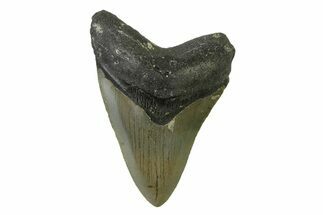Serrated, Fossil Megalodon Tooth - North Carolina #338538