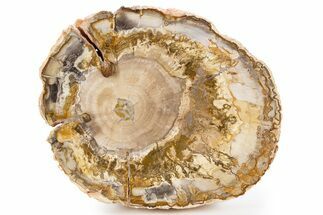 Polished Petrified Wood (Araucaria) Round - Madagascar #341579