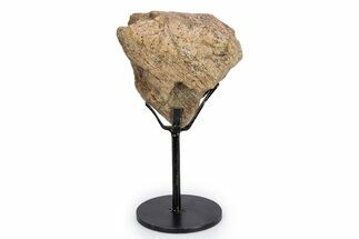 Dinosaur (Triceratops) Frill Shield Section - South Dakota #340108