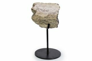 Fossil Triceratops Jaw Section w/ Metal Stand - South Dakota #340110