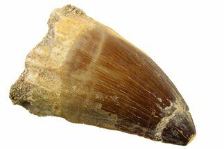 Fossil Mosasaur (Thalassotitan) Tooth - Morocco #341493