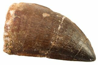 Fossil Mosasaur (Thalassotitan) Tooth - Morocco #341517