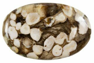 Polished Petrified Peanut Wood - Australia #341879