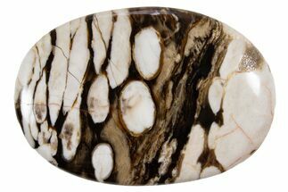 Polished Petrified Peanut Wood - Australia #341896