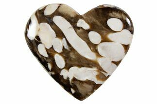 Polished Petrified Peanut Wood Heart - Australia #341907