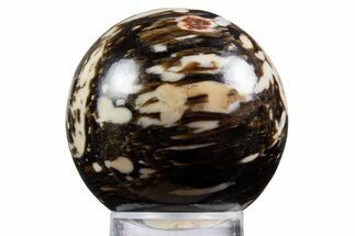 Polished Petrified Peanut Wood Sphere - Australia #341925