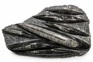 Polished Fossil Orthoceras (Cephalopod) Plate - Morocco #341365