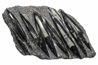 Polished Fossil Orthoceras (Cephalopod) Plate - Morocco #341371