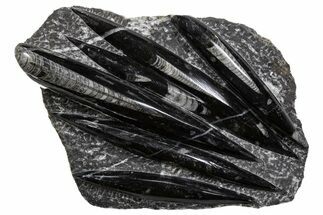 Polished Fossil Orthoceras (Cephalopod) Plate - Morocco #341383