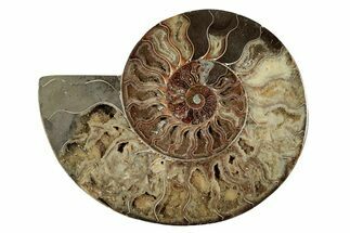 Cut & Polished Ammonite Fossil (Half) - Deep Crystal Pockets #342130