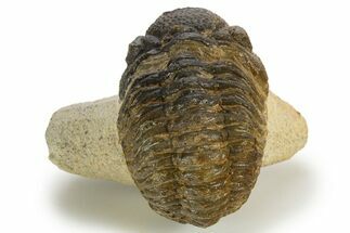 Bargain, Morocops Trilobite - Ofaten, Morocco #341312