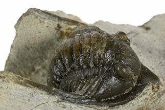 Bargain, Diademaproetus Trilobite - Ofaten, Morocco #341326