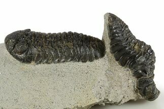 Bargain, Morocops Trilobite With Austerops - Ofaten, Morocco #341332