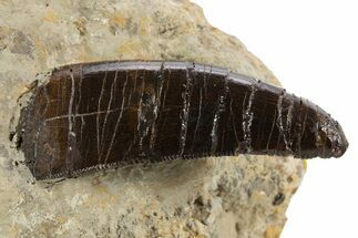 Serrated Theropod (Allosaurus) Premax Tooth in Situ - Wyoming #342143