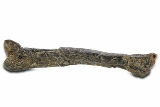 Fossil Ornithopod Dinosaur (Dryosaurus) Tibia - Wyoming #342149
