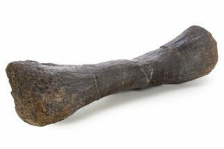 Rare, Dinosaur (Stegosaurus) Radius Bone - Wyoming #342160