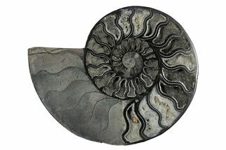 Cut & Polished Ammonite Fossil (Half) - Unusual Black Color #339136