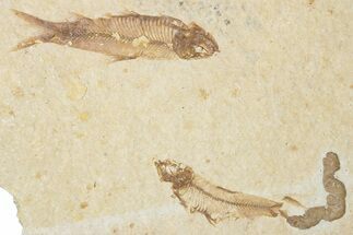 Fossil Fish (Knightia) Mortality Plate - Wyoming #339032