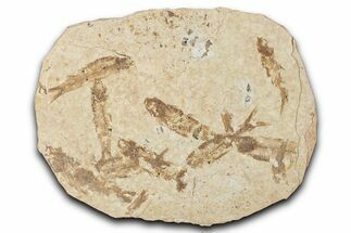Fossil Fish (Knightia) Mortality Plate - Wyoming #339053