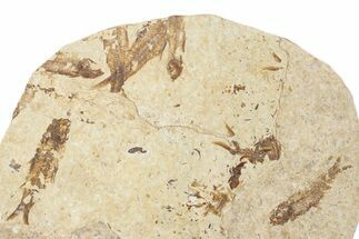 Fossil Fish (Knightia) Mortality Plate - Wyoming #339057