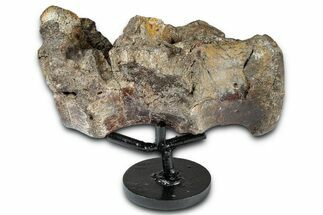 Fossil Dinosaur (Tenontosaurus) Sacral Vertebrae - Montana #342166