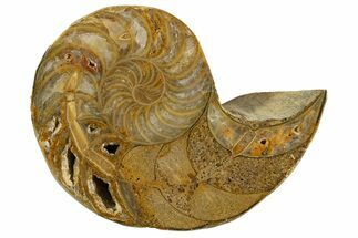 Cut & Polished Jurassic Nautilus Fossil (Half) - Madagascar #339275