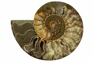 Cut & Polished Ammonite Fossil (Half) - Madagascar #336799