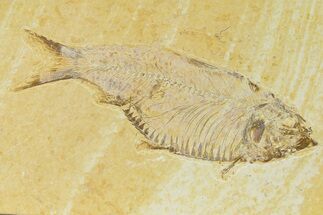 Detailed Fossil Fish (Knightia) - Wyoming #333789