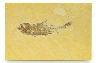 Bargain, Detailed Fossil Fish (Knightia) - Wyoming #333835
