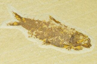 Detailed Fossil Fish (Knightia) - Wyoming #333860