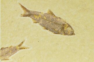 Detailed Fossil Fish (Knightia) - Wyoming #333870