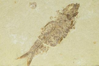 Detailed Fossil Fish (Knightia) - Wyoming #334069