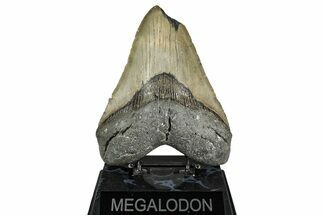 Huge, Fossil Megalodon Tooth - Feeding Damaged Tip #342152