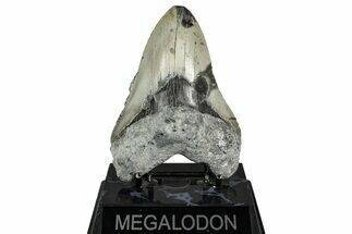 Fossil Megalodon Tooth - North Carolina #342155