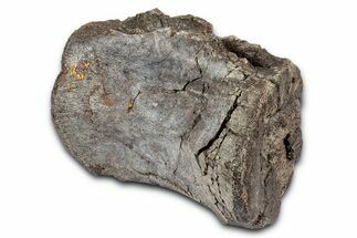 Fossil Dinosaur (Tenontosaurus) Caudal Vertebra - Montana #342282