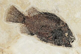 Detailed Fossil Fish (Cockerellites) - Wyoming #342439