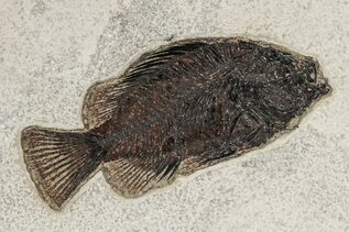 Fish Fossils For Sale