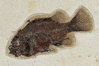 Detailed Fossil Fish (Cockerellites) - Wyoming #342443