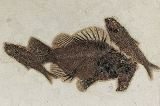 Priscacara With Four Knightia Fossil Fish - Wyoming #342482