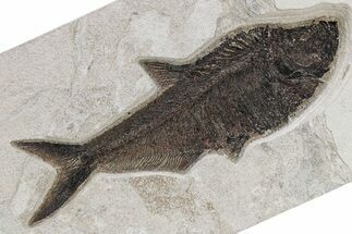 Incredible Fossil Fish (Diplomystus) - Wyoming #342485