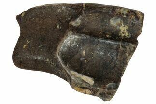 Fossil Dinosaur (Triceratops) Shed Tooth - Montana #339772