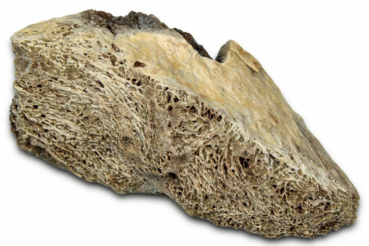 Rex Bone 1.6