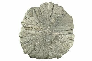 Radiant Pyrite Sun - Sparta, Illinois #342530